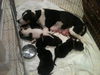 Sugar the Hound/Beagle Mamma