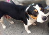 Sugar the Hound/Beagle Mamma