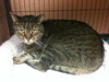Lucky the Declawed Handsome Boy