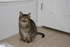 Lucky the Declawed Handsome Boy