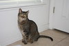 Lucky the Declawed Handsome Boy