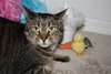 Lucky the Declawed Handsome Boy