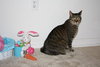 Lucky the Declawed Handsome Boy