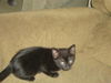 Melani the Kitten