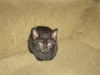 Melani the Kitten
