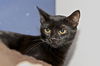 Melani the Kitten