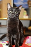 Melani the Kitten