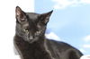 Melani the Kitten