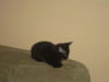 Malachi the little Shadow Cat