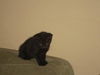 Malachi the little Shadow Cat