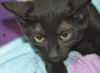 Malachi the little Shadow Cat