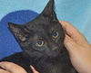 Malachi the little Shadow Cat