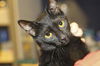Malachi the little Shadow Cat