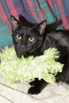 Malachi the little Shadow Cat
