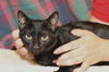 Malachi the little Shadow Cat
