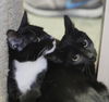 Malachi the little Shadow Cat