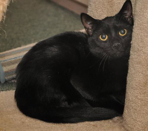 Malachi the little Shadow Cat