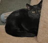 Malachi the little Shadow Cat