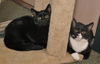 Malachi the little Shadow Cat