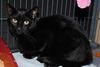 Malachi the little Shadow Cat