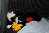 Malachi the little Shadow Cat
