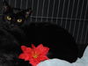 Malachi the little Shadow Cat