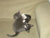 Ditto the Copy Cat
