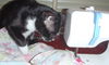 Ditto the Copy Cat