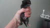 Maya the Kitten