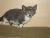 Sunny the Sunshine Kitten