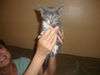 Sunny the Sunshine Kitten