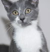 Sunny the Sunshine Kitten