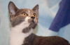 Sunny the Sunshine Kitten