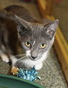 Sunny the Sunshine Kitten