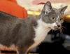 Sunny the Sunshine Kitten