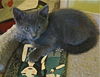 Winter the Kitten