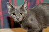 Winter the Kitten