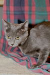 Winter the Kitten