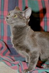 Winter the Kitten