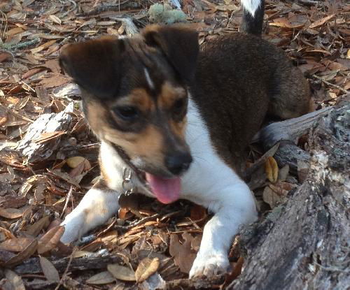 Hydee the Jack Russell Puppy