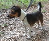 Hydee the Jack Russell Puppy