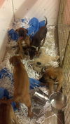 Cinna the Hunger Games Puppy