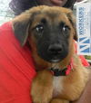 Primrose the Hunger Games Puppy
