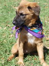 Primrose the Hunger Games Puppy