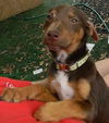 Rue the Hunger Games Puppy