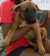 Katniss the Hunger Games Puppy