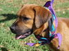 Katniss the Hunger Games Puppy