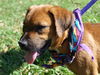 Katniss the Hunger Games Puppy