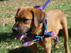 Katniss the Hunger Games Puppy