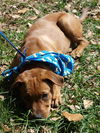 Gale the Cute Lab Puppy